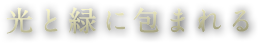 光と緑に包まれる